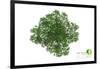 Trees Top View for Landscape Vector Illustration Decorative Branch Silhouette and Green Leaves-NIKHOMKEDBAN-Framed Art Print