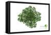 Trees Top View for Landscape Vector Illustration Decorative Branch Silhouette and Green Leaves-NIKHOMKEDBAN-Framed Stretched Canvas