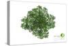 Trees Top View for Landscape Vector Illustration Decorative Branch Silhouette and Green Leaves-NIKHOMKEDBAN-Stretched Canvas