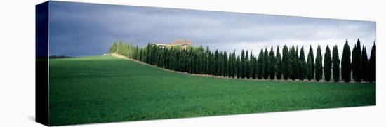 Trees, Tuscany, Italy-null-Stretched Canvas