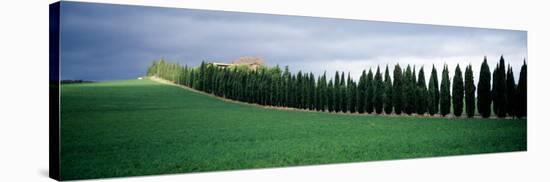 Trees, Tuscany, Italy-null-Stretched Canvas