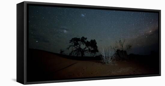 Trees under a Starry Sky at Night Namib-Naukluft National Park-Alex Saberi-Framed Stretched Canvas