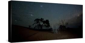 Trees under a Starry Sky at Night Namib-Naukluft National Park-Alex Saberi-Stretched Canvas