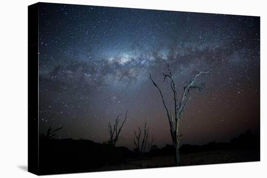 Trees under a Starry Sky, with the Milky Way in the Namib Desert, Namibia-Alex Saberi-Stretched Canvas