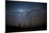 Trees under a Starry Sky, with the Milky Way in the Namib Desert, Namibia-Alex Saberi-Mounted Photographic Print