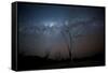 Trees under a Starry Sky, with the Milky Way in the Namib Desert, Namibia-Alex Saberi-Framed Stretched Canvas