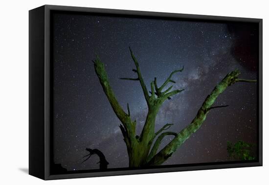 Trees under a Starry Sky, with the Milky Way in the Namib Desert, Namibia-Alex Saberi-Framed Stretched Canvas