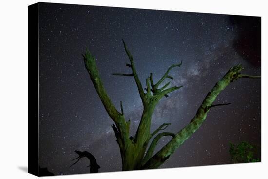 Trees under a Starry Sky, with the Milky Way in the Namib Desert, Namibia-Alex Saberi-Stretched Canvas