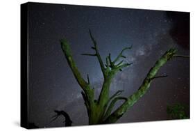 Trees under a Starry Sky, with the Milky Way in the Namib Desert, Namibia-Alex Saberi-Stretched Canvas