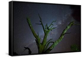 Trees under a Starry Sky, with the Milky Way in the Namib Desert, Namibia-Alex Saberi-Framed Stretched Canvas