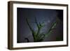 Trees under a Starry Sky, with the Milky Way in the Namib Desert, Namibia-Alex Saberi-Framed Photographic Print