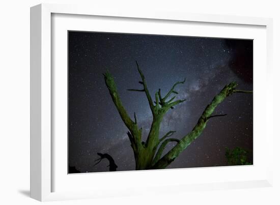 Trees under a Starry Sky, with the Milky Way in the Namib Desert, Namibia-Alex Saberi-Framed Photographic Print