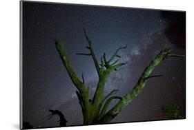 Trees under a Starry Sky, with the Milky Way in the Namib Desert, Namibia-Alex Saberi-Mounted Photographic Print