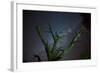 Trees under a Starry Sky, with the Milky Way in the Namib Desert, Namibia-Alex Saberi-Framed Photographic Print