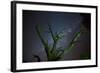 Trees under a Starry Sky, with the Milky Way in the Namib Desert, Namibia-Alex Saberi-Framed Photographic Print