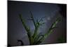 Trees under a Starry Sky, with the Milky Way in the Namib Desert, Namibia-Alex Saberi-Mounted Photographic Print