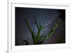 Trees under a Starry Sky, with the Milky Way in the Namib Desert, Namibia-Alex Saberi-Framed Photographic Print