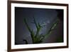 Trees under a Starry Sky, with the Milky Way in the Namib Desert, Namibia-Alex Saberi-Framed Photographic Print