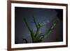 Trees under a Starry Sky, with the Milky Way in the Namib Desert, Namibia-Alex Saberi-Framed Photographic Print