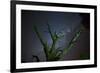 Trees under a Starry Sky, with the Milky Way in the Namib Desert, Namibia-Alex Saberi-Framed Photographic Print