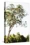 Trees V-Karyn Millet-Stretched Canvas