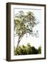 Trees V-Karyn Millet-Framed Photographic Print