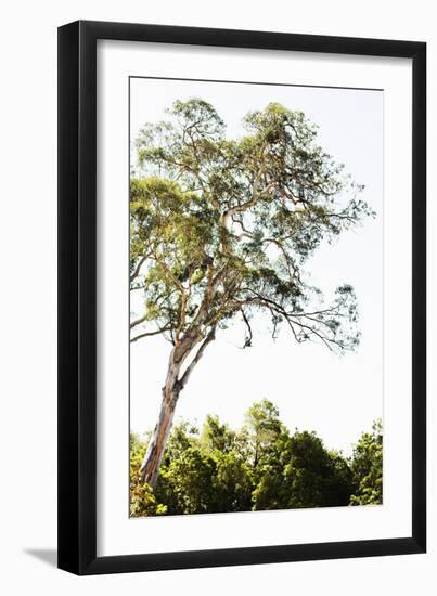 Trees V-Karyn Millet-Framed Photographic Print