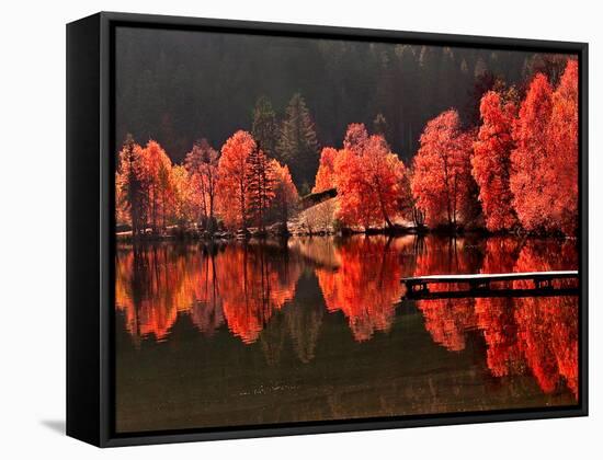 Trees Vs Trees-Philippe Sainte-Laudy-Framed Stretched Canvas