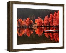 Trees Vs Trees-Philippe Sainte-Laudy-Framed Premium Photographic Print