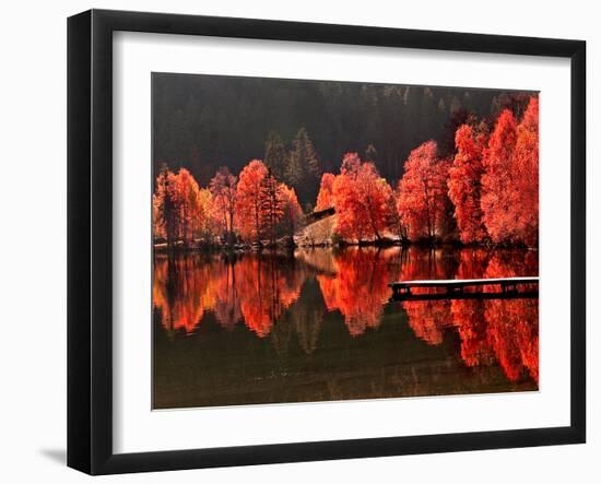 Trees Vs Trees-Philippe Sainte-Laudy-Framed Premium Photographic Print