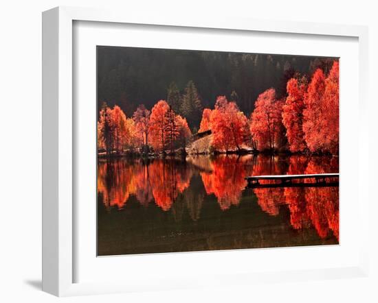 Trees Vs Trees-Philippe Sainte-Laudy-Framed Premium Photographic Print