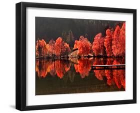 Trees Vs Trees-Philippe Sainte-Laudy-Framed Photographic Print