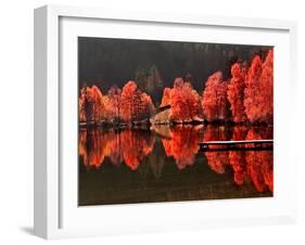 Trees Vs Trees-Philippe Sainte-Laudy-Framed Photographic Print