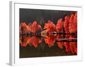 Trees Vs Trees-Philippe Sainte-Laudy-Framed Photographic Print