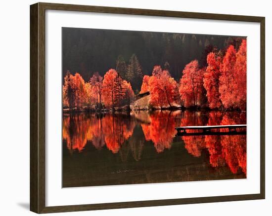 Trees Vs Trees-Philippe Sainte-Laudy-Framed Photographic Print