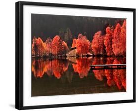 Trees Vs Trees-Philippe Sainte-Laudy-Framed Photographic Print