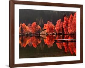 Trees Vs Trees-Philippe Sainte-Laudy-Framed Photographic Print