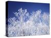 Trees white with frost, blue background, Hokkaido prefecture, Japan-null-Stretched Canvas