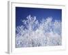 Trees white with frost, blue background, Hokkaido prefecture, Japan-null-Framed Photographic Print