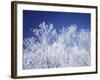 Trees white with frost, blue background, Hokkaido prefecture, Japan-null-Framed Photographic Print