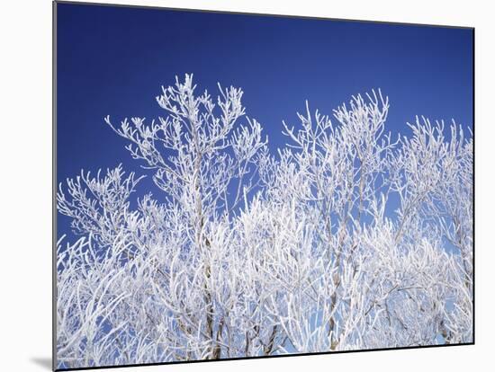 Trees white with frost, blue background, Hokkaido prefecture, Japan-null-Mounted Photographic Print