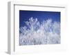 Trees white with frost, blue background, Hokkaido prefecture, Japan-null-Framed Photographic Print