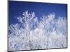 Trees white with frost, blue background, Hokkaido prefecture, Japan-null-Mounted Photographic Print