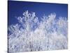 Trees white with frost, blue background, Hokkaido prefecture, Japan-null-Stretched Canvas