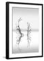 Trees With Birds (2)-George Digalakis-Framed Giclee Print