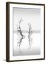 Trees With Birds (2)-George Digalakis-Framed Giclee Print