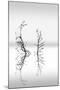 Trees With Birds (2)-George Digalakis-Mounted Giclee Print