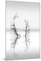 Trees With Birds (2)-George Digalakis-Mounted Giclee Print