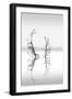 Trees With Birds 2-George Digalakis-Framed Photographic Print