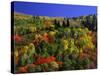 Trees with Fall Foliage-Richard Stockton-Stretched Canvas